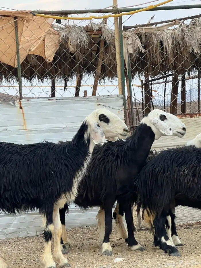 ضان حجريات صنف 27