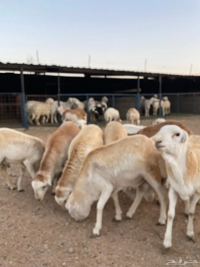 طليان ذبايح حريات سواكن ورفيديات كاش او اقساد 3