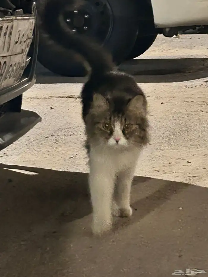 قط ضايع في الشارع مدري وش جنسه اليف تواصل اذا تعرف راعيه 0