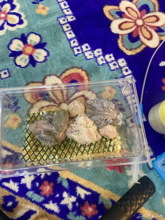 فروخ روز جاهزه غر ابره وملعقه ( ماشاء الله ) 0