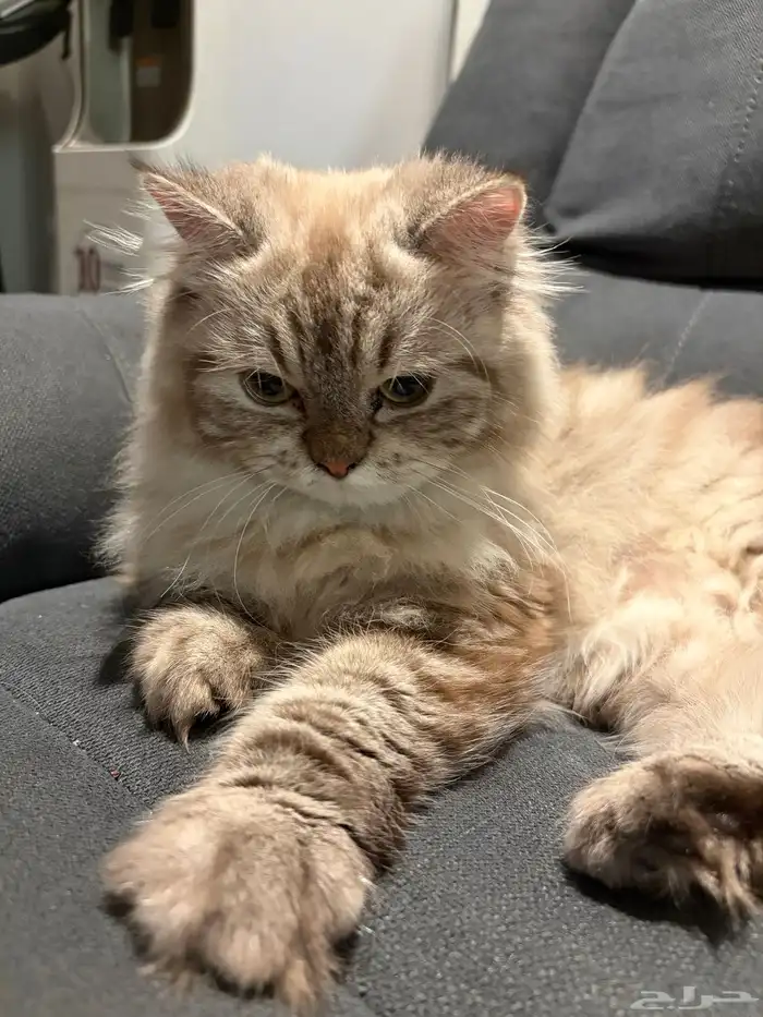 قطط للتبني 7