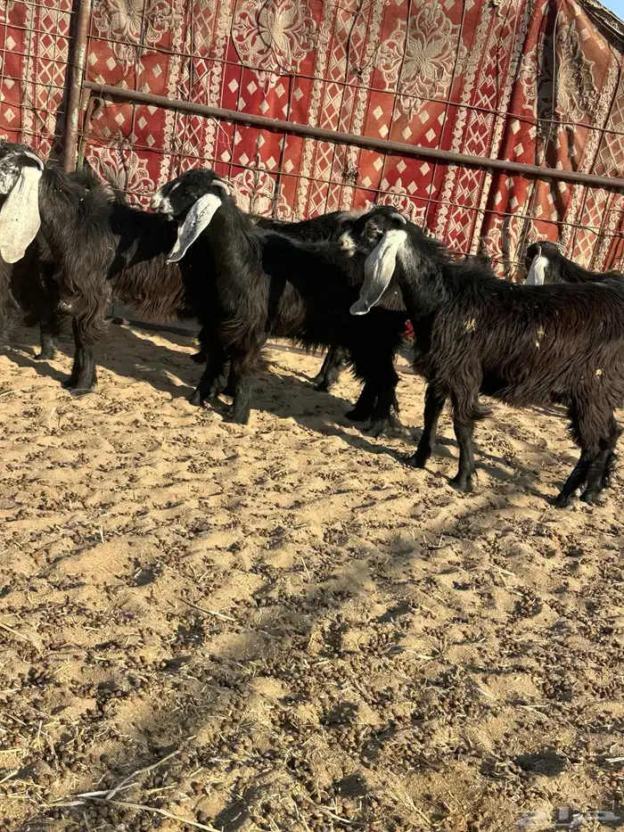 جفرات عوارض 3