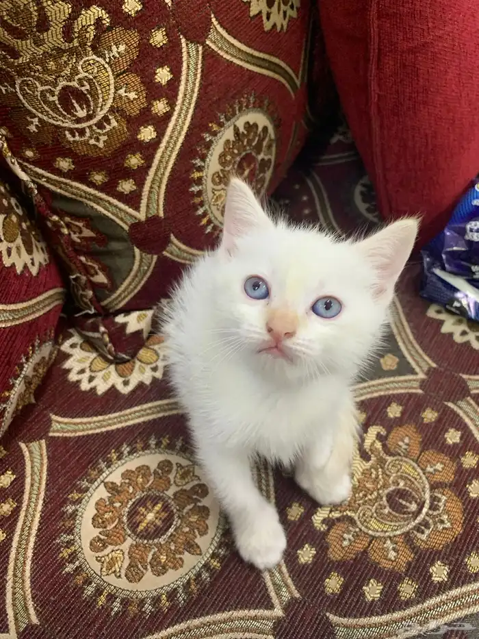 قطط للتبني  . شيرازي 2