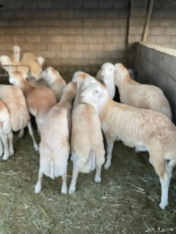 طليان ذبايح حريات سواكن ورفيديات كاش او اقساد 0