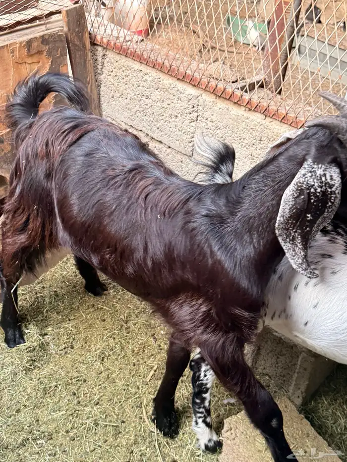 توس مخصاه تربية 2