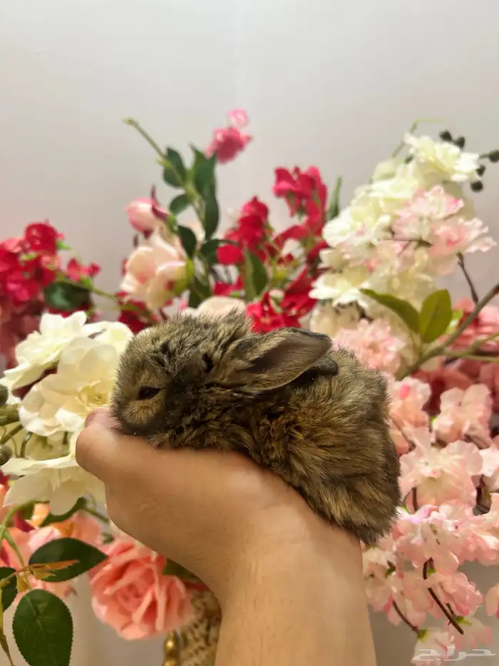 أكيت ارانب نذر لاند الهولندية القزمية 3