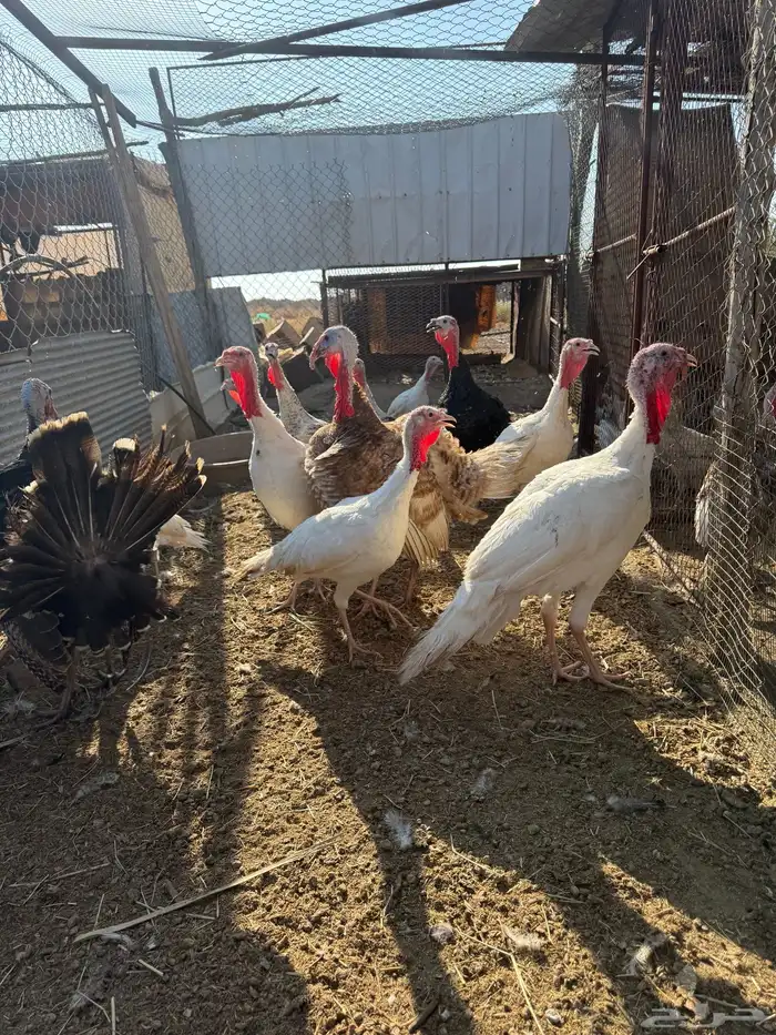دجاج رومي للبيع 3