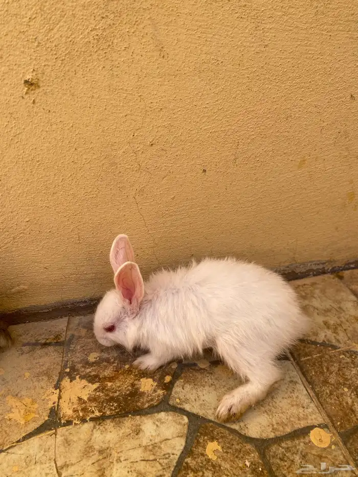 ارانب للبيع. 2