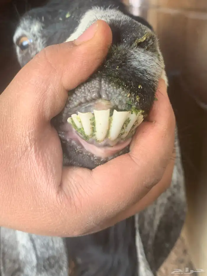 عنز عارضية طيبة سدس معه تيس 2