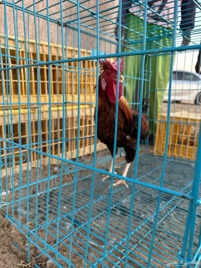 ديوك ترثه فرقى مستوى تب 11