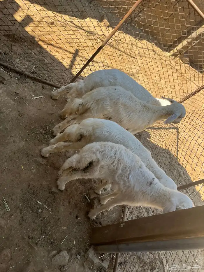 طليان 2ذكران 2اناثي 1