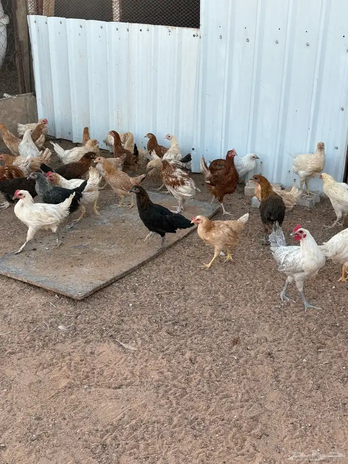للبيع دجاج 1