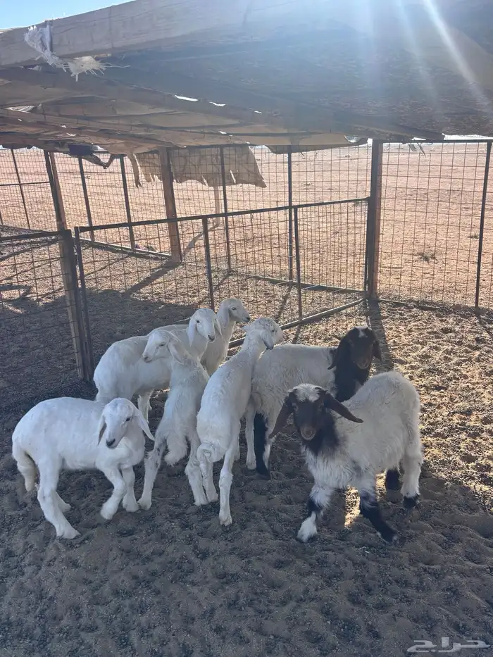 للبيع 7 طليان 2 نعيم خرفان و 5 حريات 3 خرفان و2 رخال 4