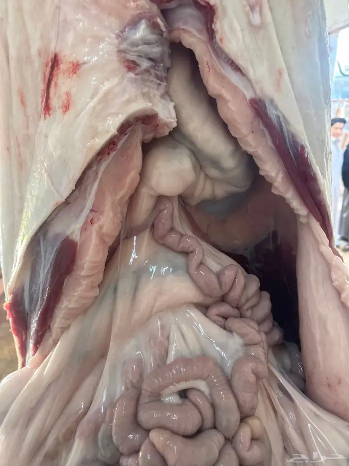 حاشي بلدي لباني مشروط عمره(6)اشهر مسحوب من أمه امس والحم تح 2