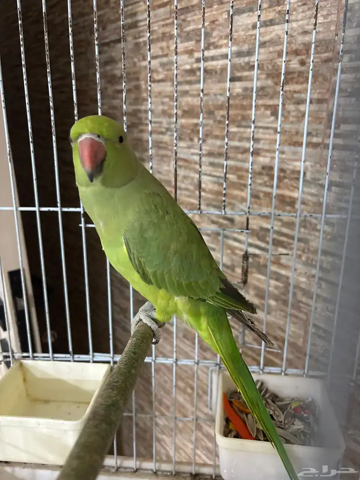 دره هندي ذكر 1