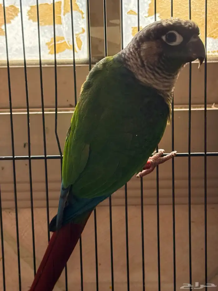 جوز كنيور قرين شيك 6