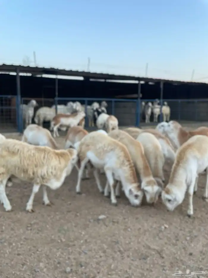 طليان ذبايح حريات سواكن ورفيديات كاش او اقساد 1