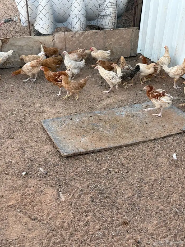 للبيع دجاج 2