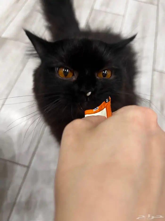 قطه للتبني 1