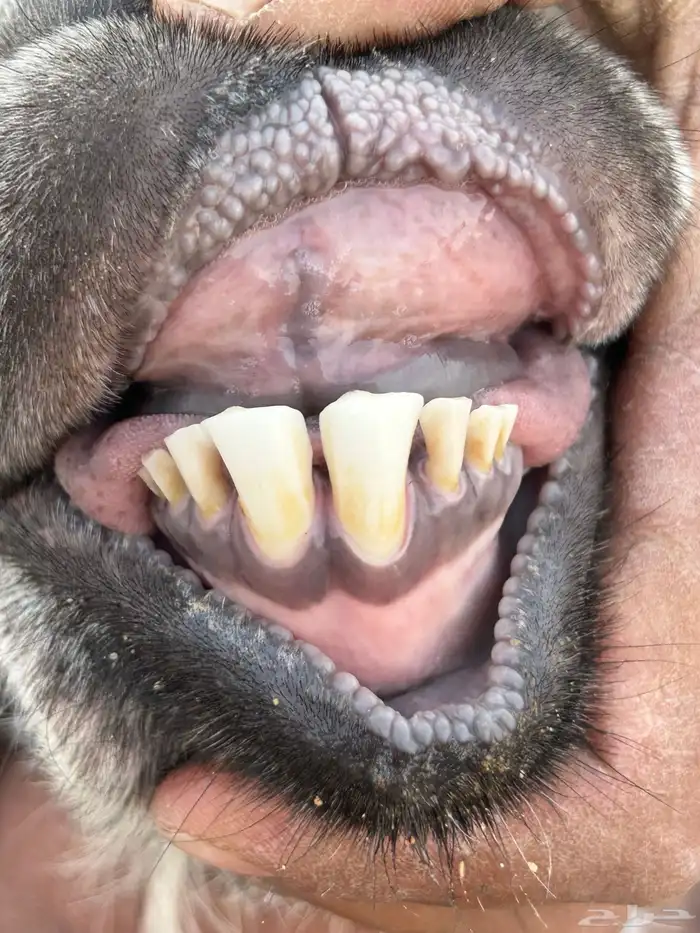 تيس عارضي صنف شعره وطرف مرسوس 7