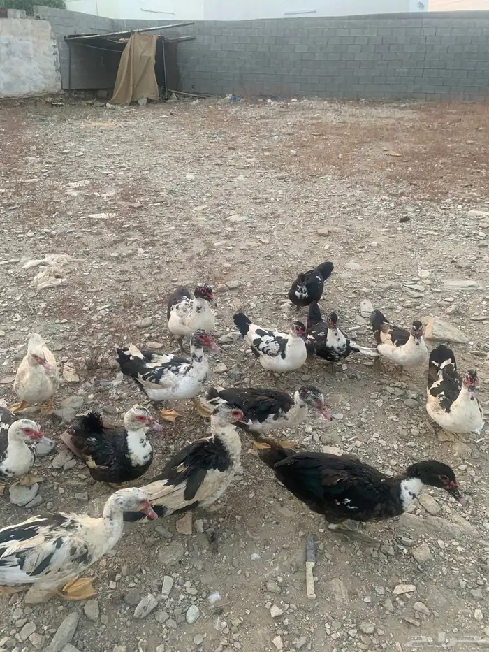 بط للبيع العدد 15 0