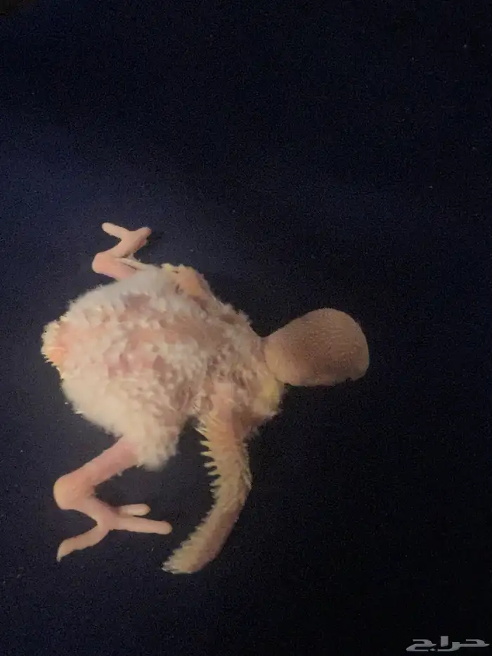 فرخ روز للبيع 2