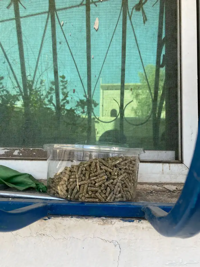 ارنبين للبيع 2