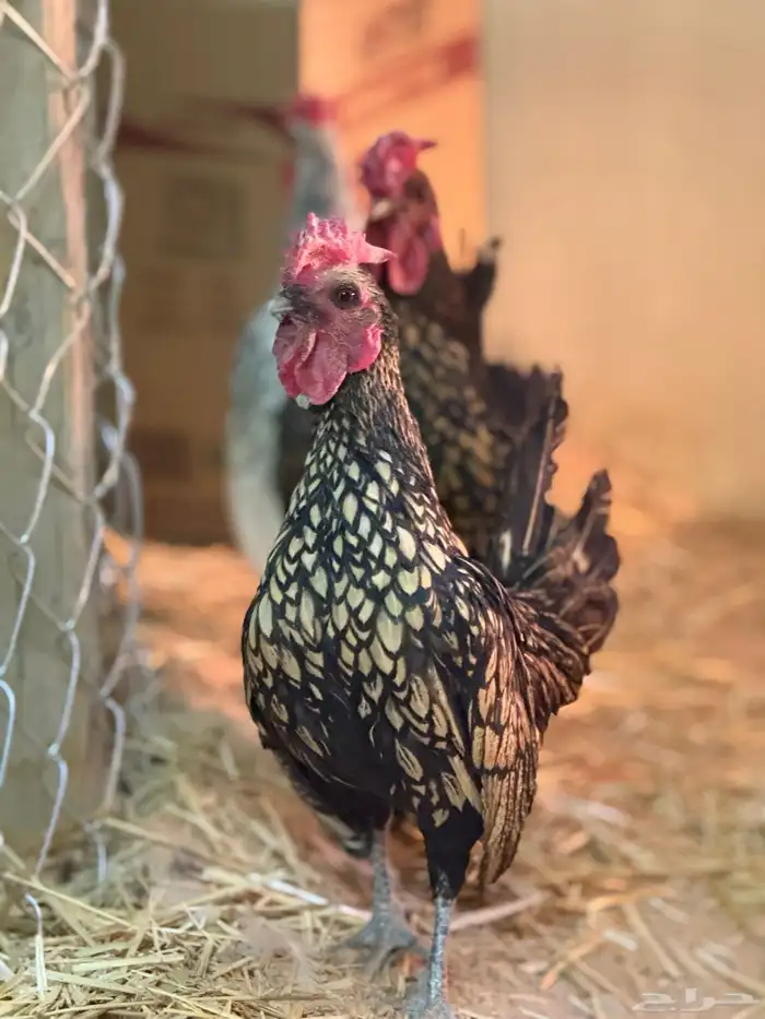 ديك سبرايت العدد 3 0