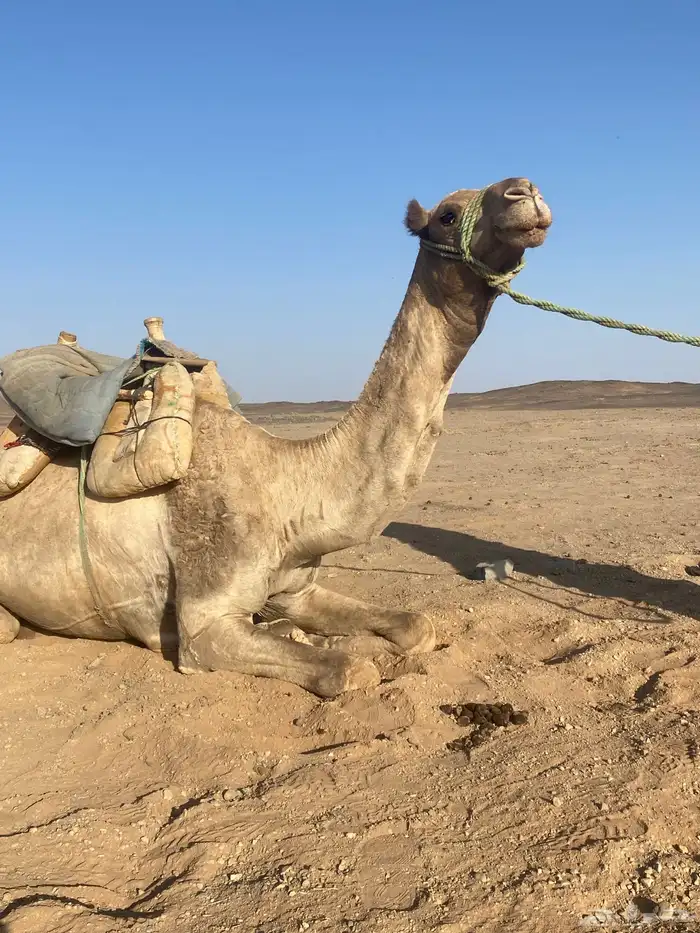 ركبي طيب للبيع 0