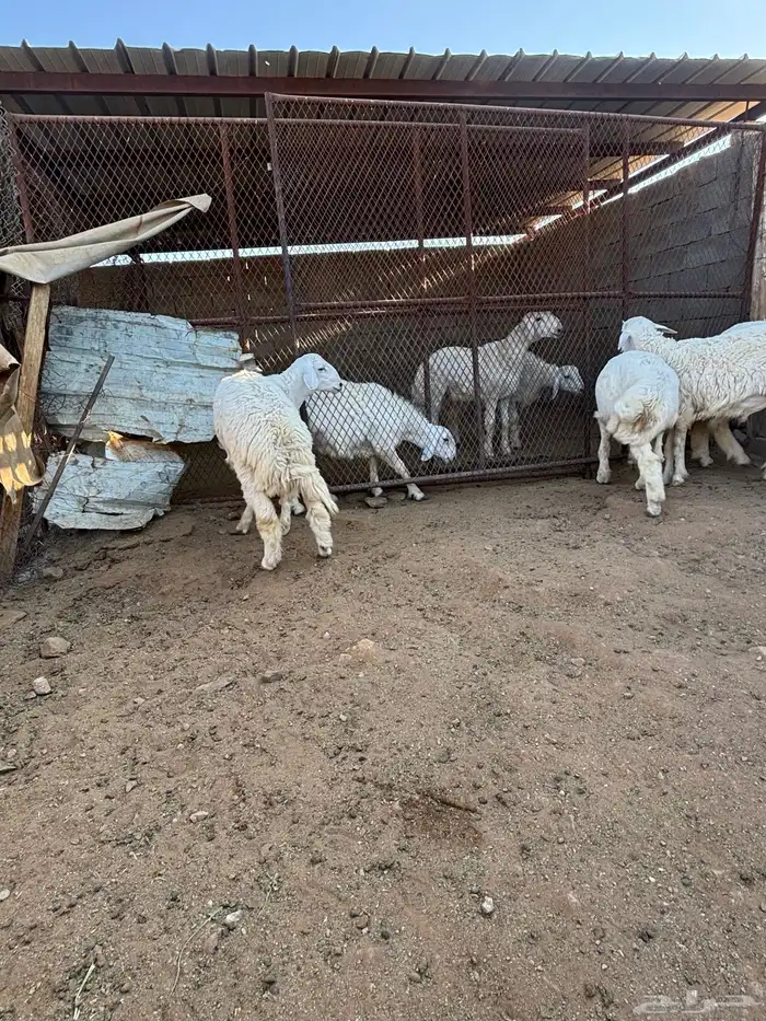 خرفان ذبائح للبيع 2