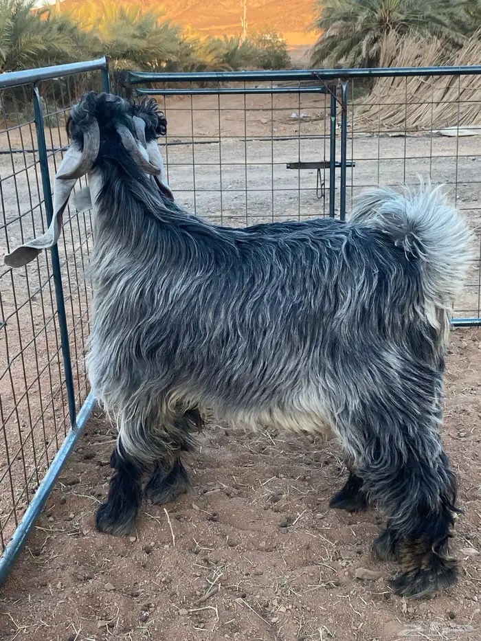 تيس فحل معزا عوارض شهب 10