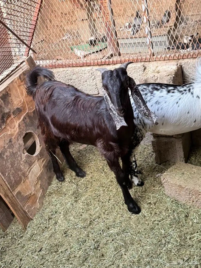 توس مخصاه تربية 1