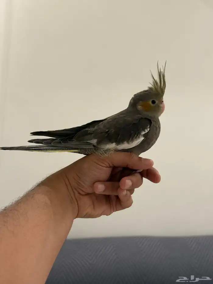 فروخ كروان بداية فطام اليفين جدا 20