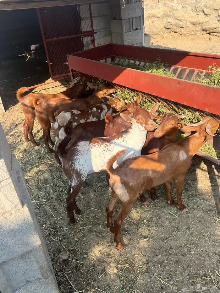 تيوس العدد 14 الحد من. 1100 7