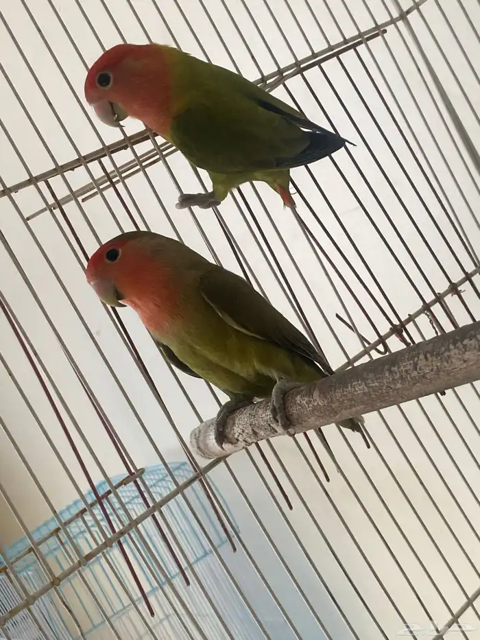 جوز روز منتج 1