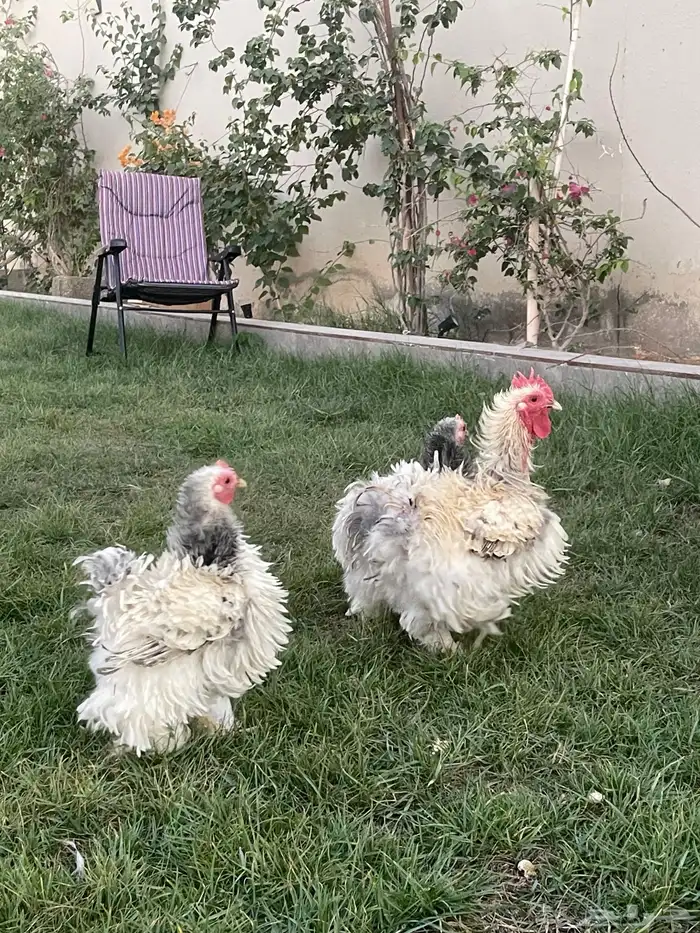 بيض دجاج زينة مخصب بإذن الله 7