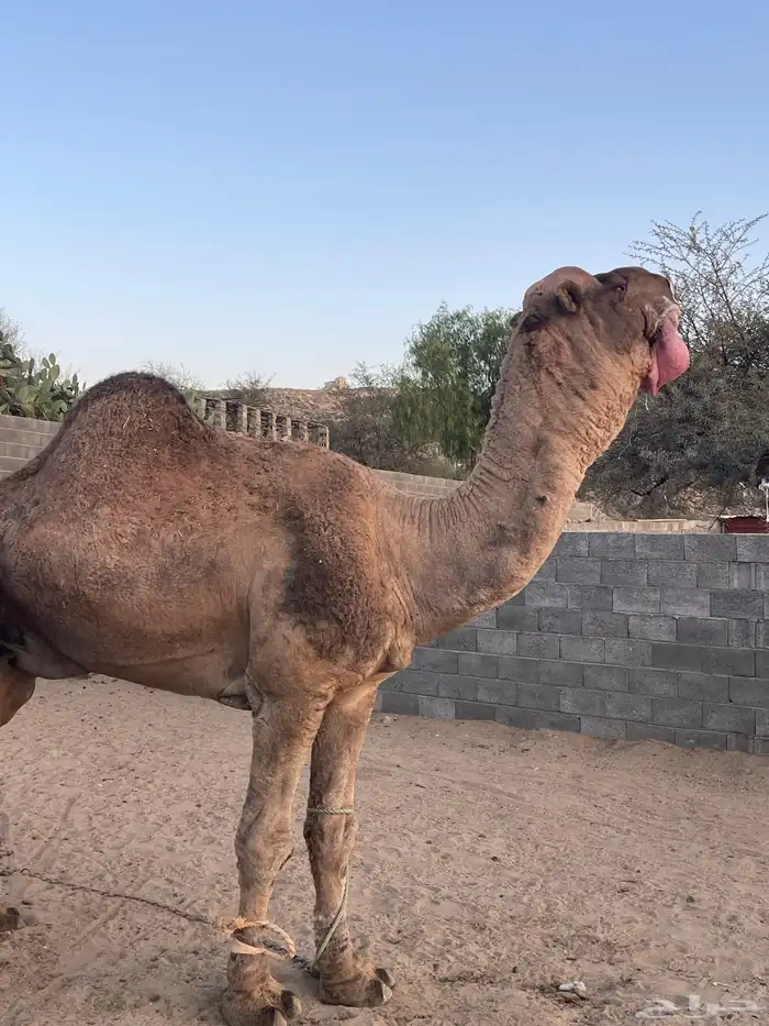 بعير حمر هايج جبر هااايل مشروط 2