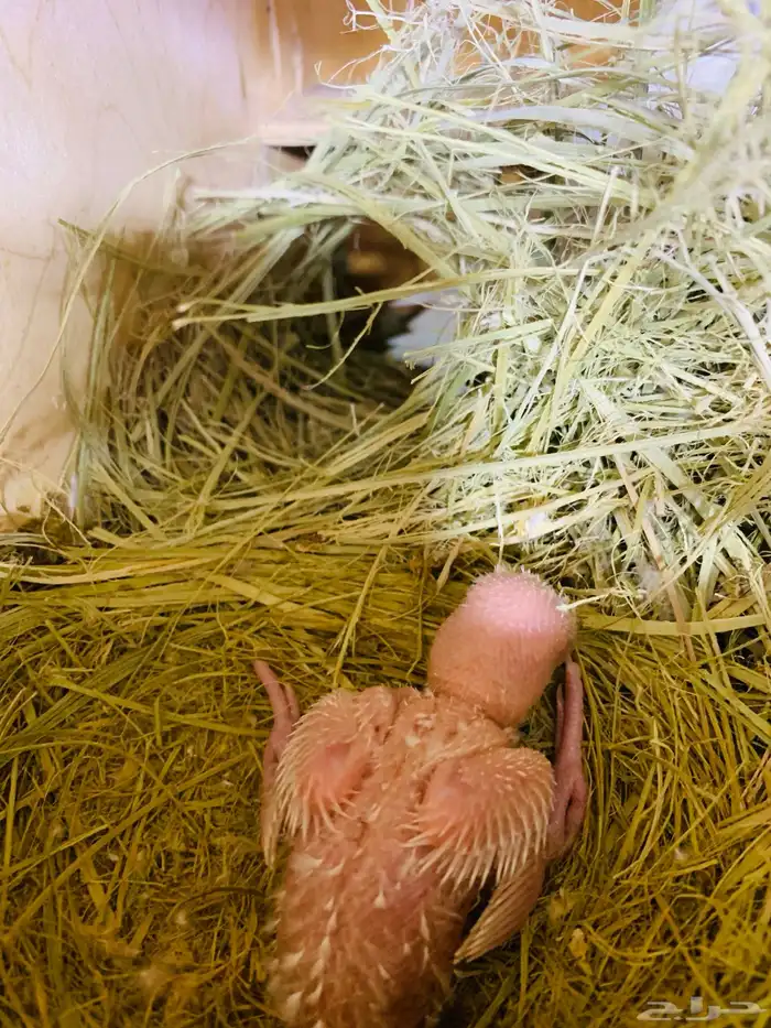 فرخ روز البينو 0