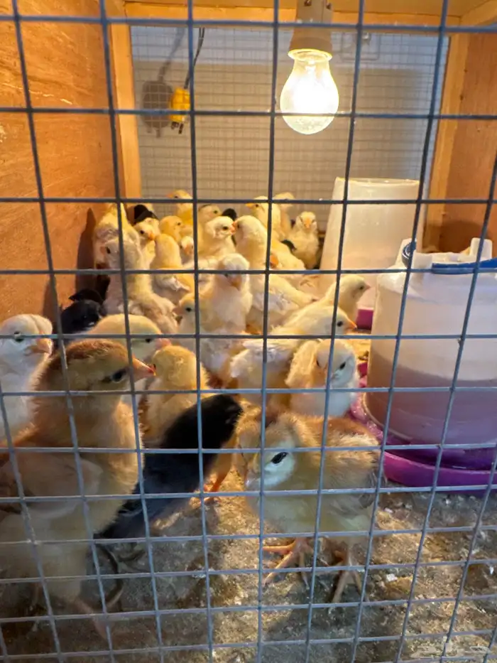 صوص دجاج منوع فرنسي وكولمبي وحباحب 0