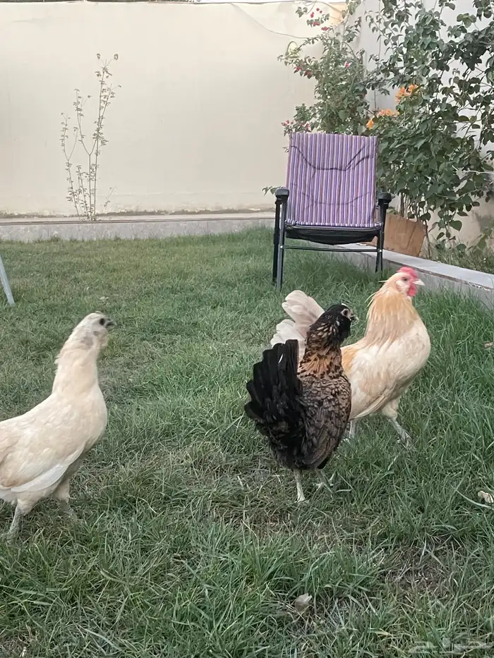 بيض دجاج زينة مخصب بإذن الله 17