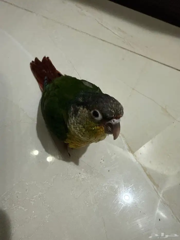 كنيور يلو سايد 0