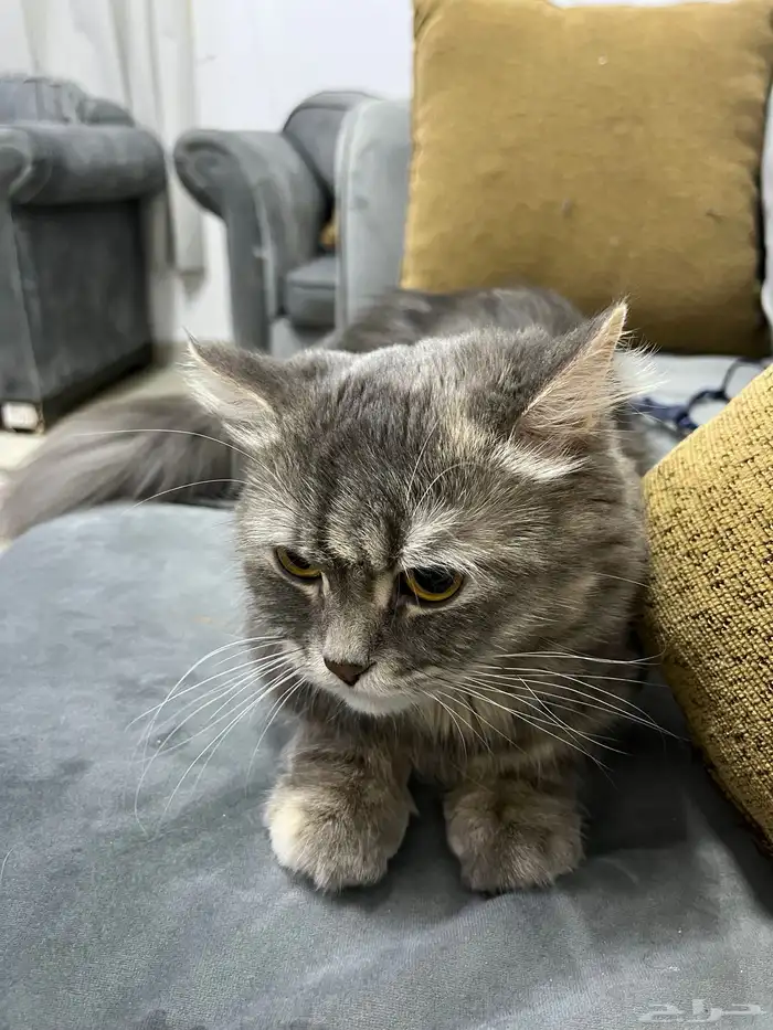 قطه للتبني تبي تتزاوج 0