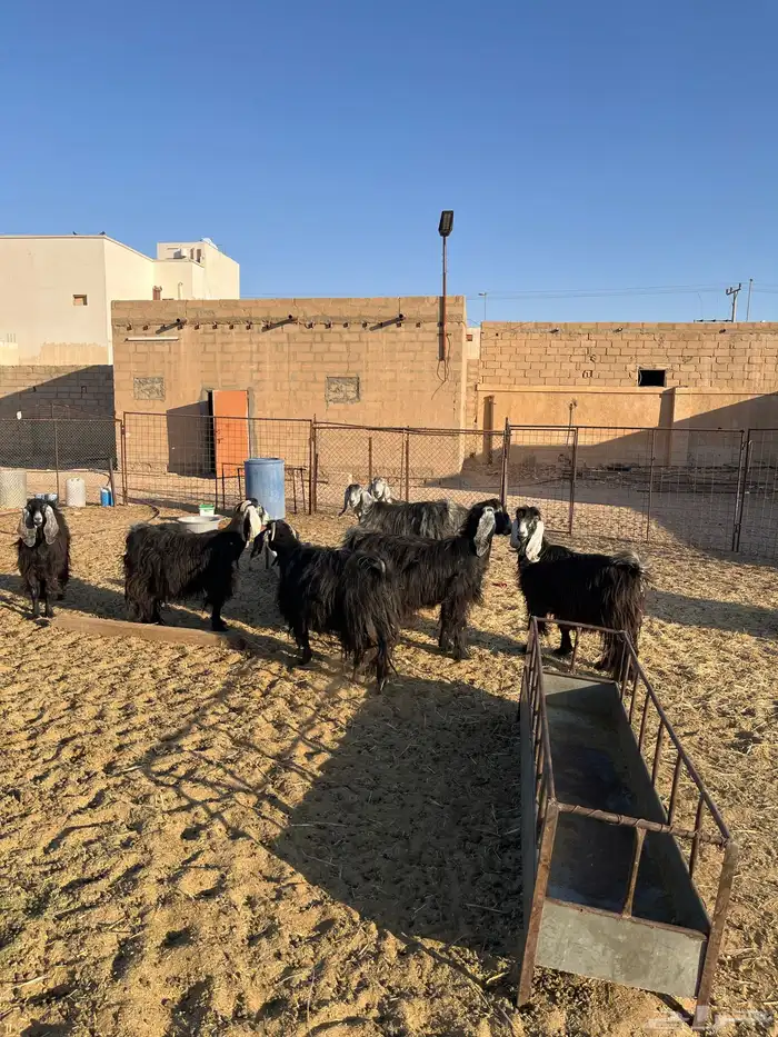 معزا العدد 7 سنونهن تامات ضريعن لهن ثلاث شهور 0