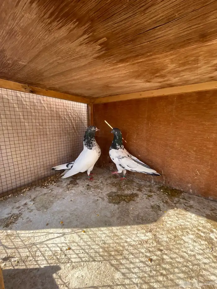 حمام باكستاني منتج 4