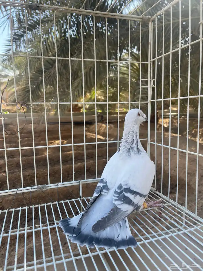 زاجل ايس وشذري 4