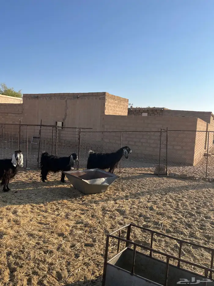 معزا العدد 7 سنونهن تامات ضريعن لهن ثلاث شهور 1