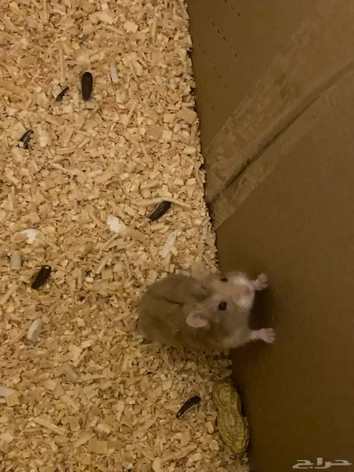 هامستر ذكر للبيع ب40 ريال الموقع تحت مستشفى الملك بالباحه 1