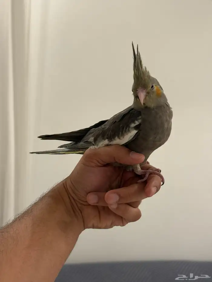 فروخ كروان بداية فطام اليفين جدا 15