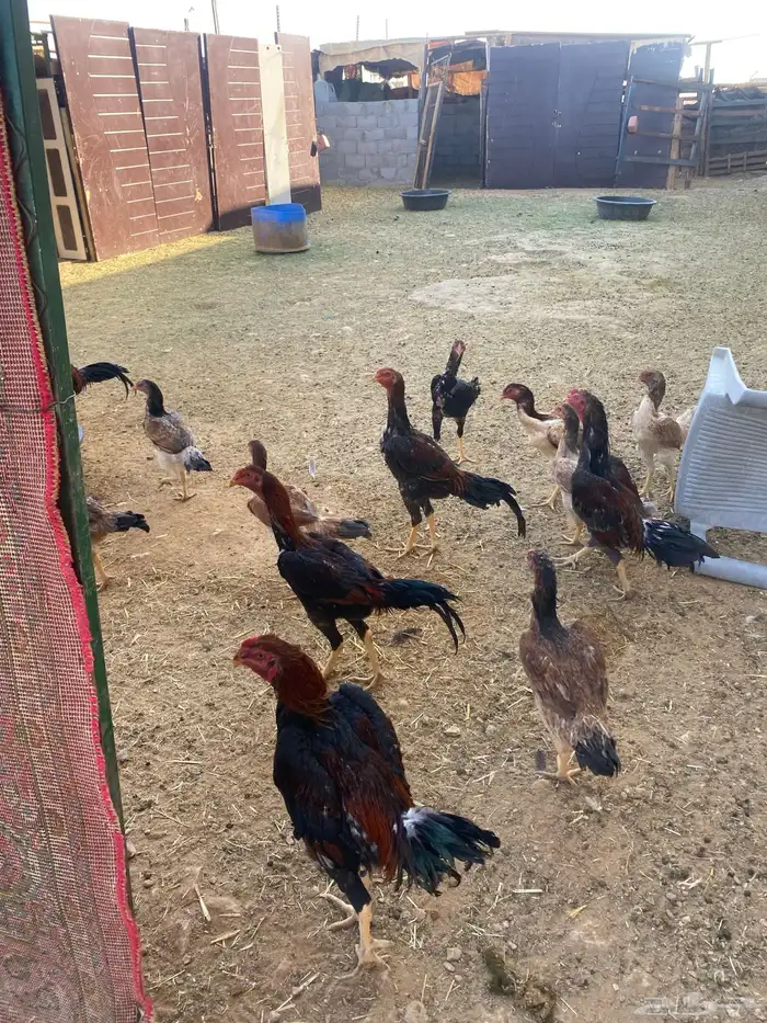 دجاج شامو ياباني للبيع 0