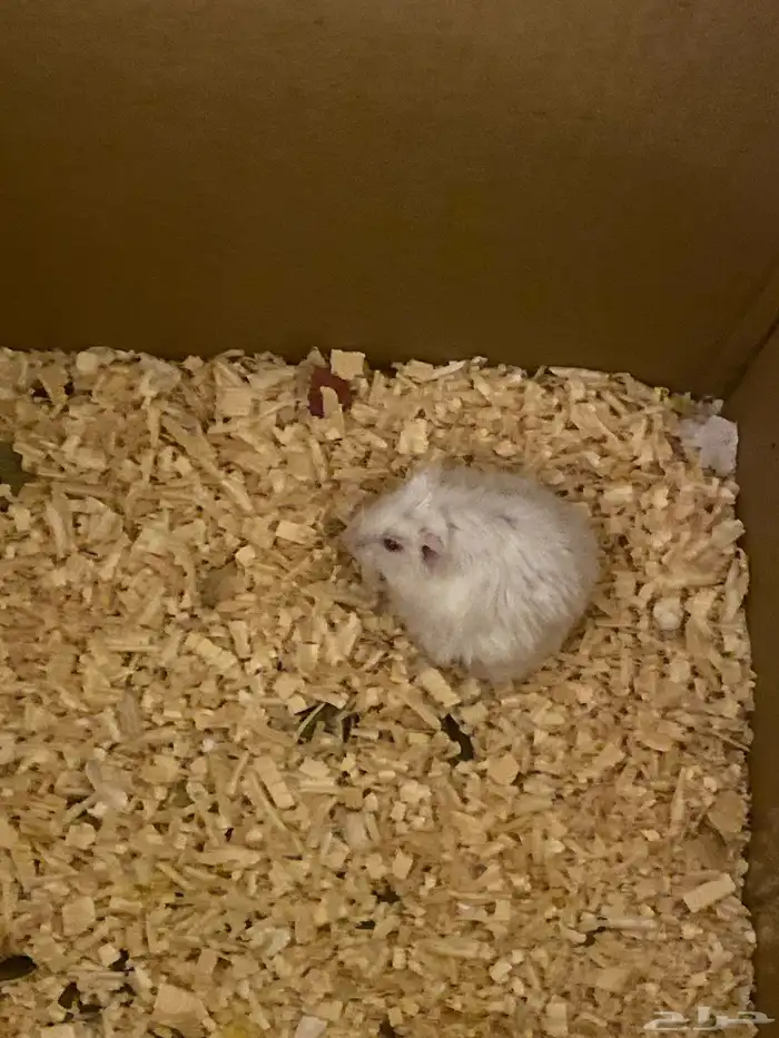 هامستر ذكر للبيع ب40 ريال الموقع تحت مستشفى الملك بالباحه 5